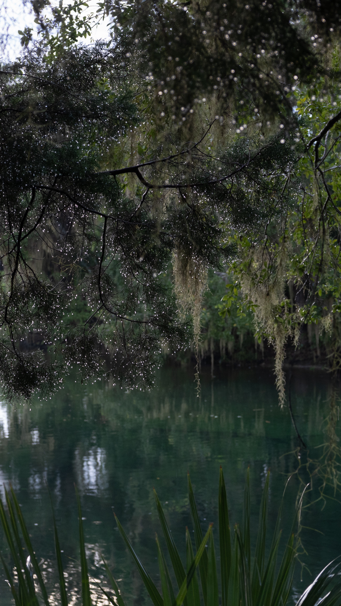 After the rain view of Blue Springs in Florida, with misty blue-green water, dew-covered pine branches, and hanging Spanish moss creating a quiet, immersive atmosphere.