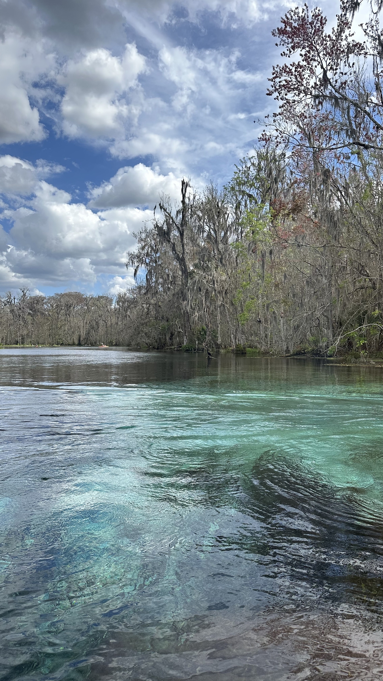 Wide view of Silver Springs in Ocala, showing clear turquoise water with swirling currents and reflections under a partly cloudy sky, bordered by tall trees draped in Spanish moss.
