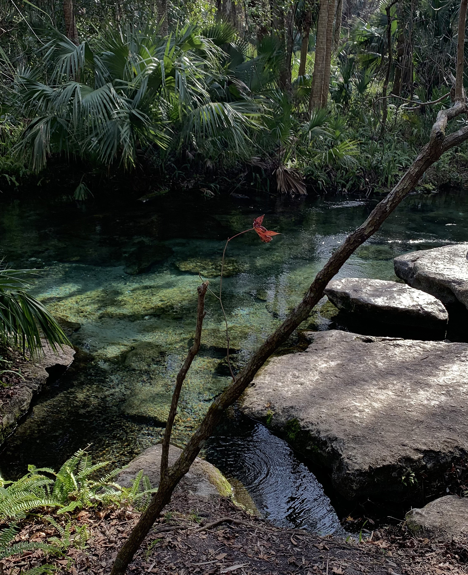 Clear, shallow stream at Kelly Springs in Apopka, flowing between smooth limestone rocks and surrounded by dense subtropical greenery; a single red leaf hangs from a slender branch in the foreground.